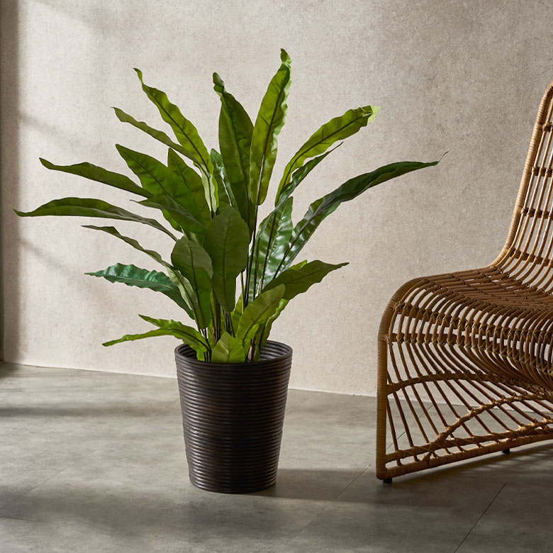 アスプレニウムのフェイクグリーン