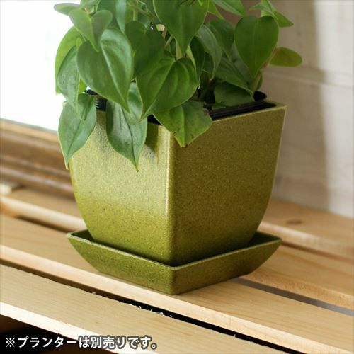 ETM 土にかえる生分解性のスクエア植木鉢プレート 一辺約8.7cm 全4色