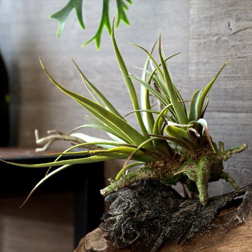 000000002707-01.jpg?size=l&w=