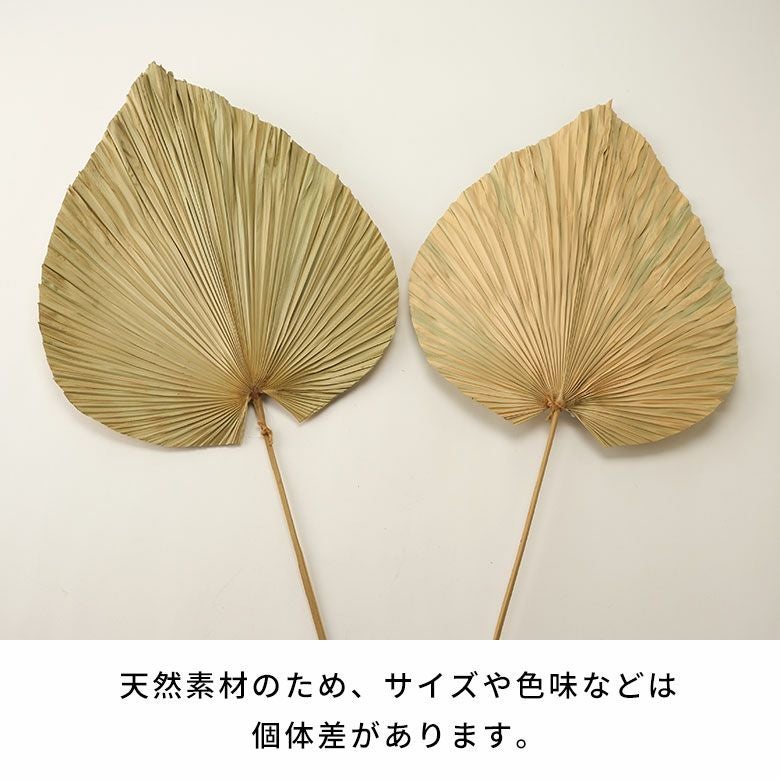 ウチワヤシのドライフラワーオブジェ