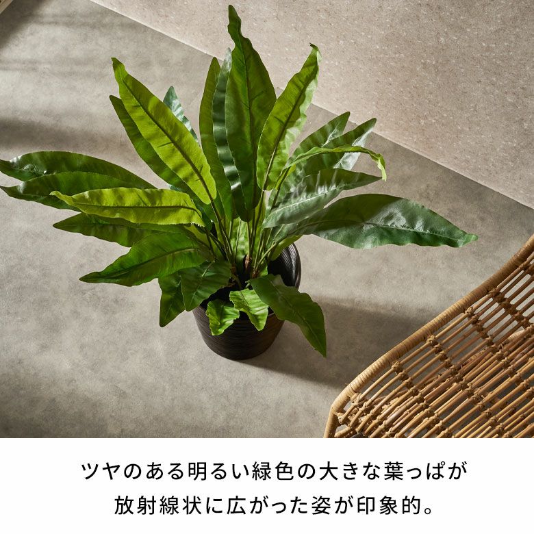 フェイクグリーン アスプレニウム オオタニワタリ 高さ 90cm 観葉植物