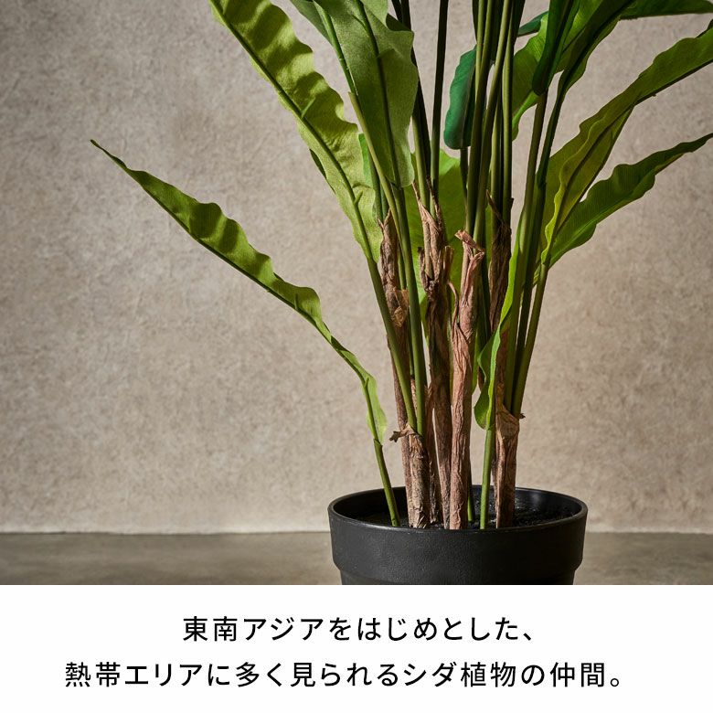 東京堂 存在感あるアスプレニウムのフェイクグリーン ポット付き 高さ
